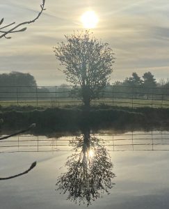 sunlight over a single tree and its reflection in water