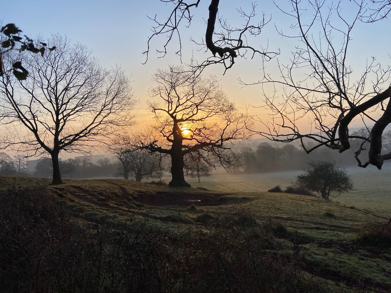 The sun rises behind a tree on a frosty day