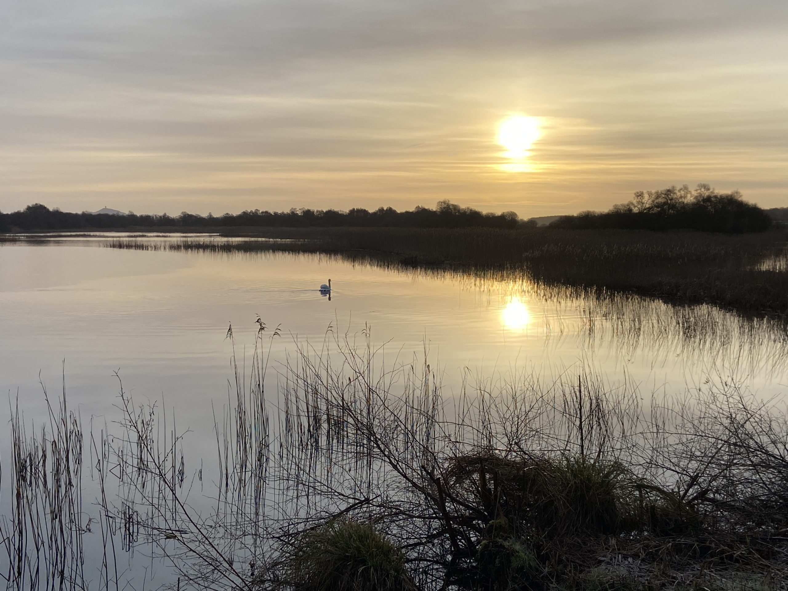 A single swan on early morning water