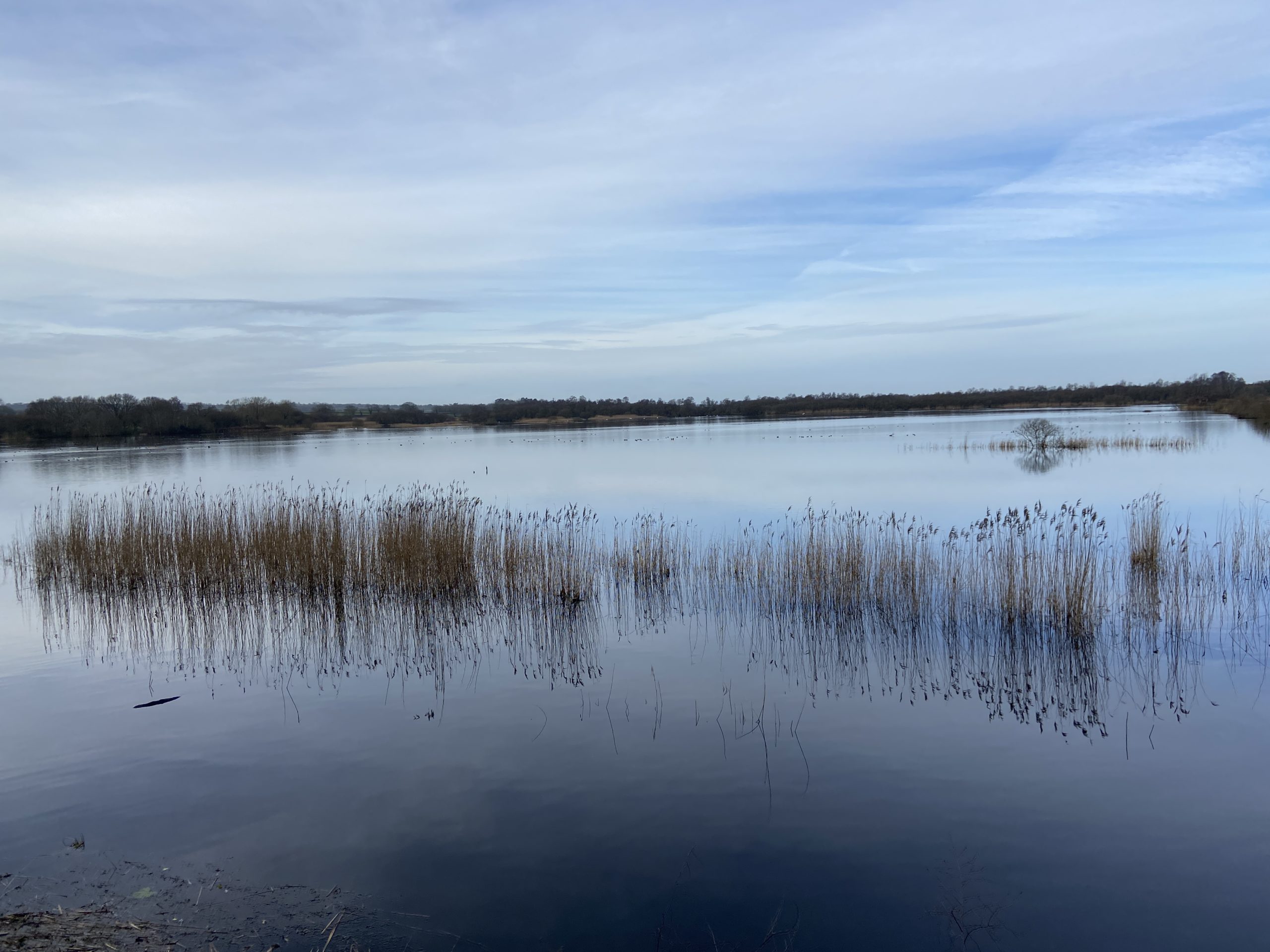 orange reeds rise through the still water of a lake