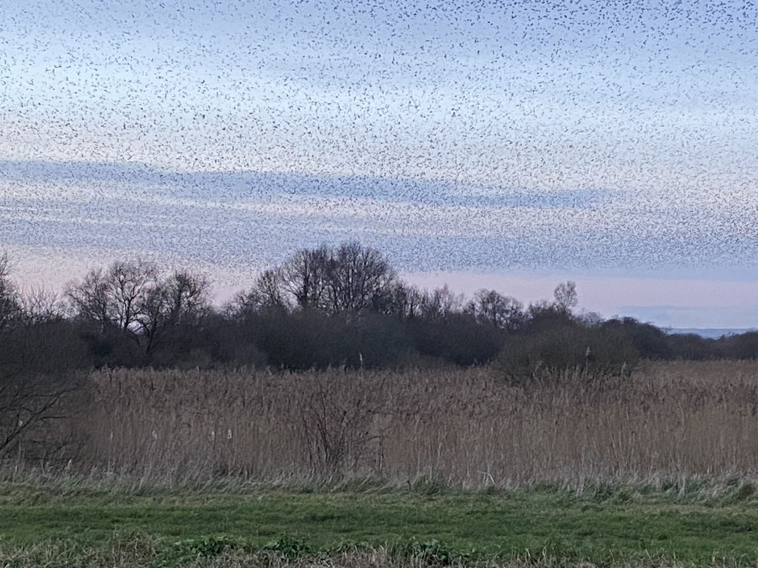 A murmuration of starlings at dusk over the marshes