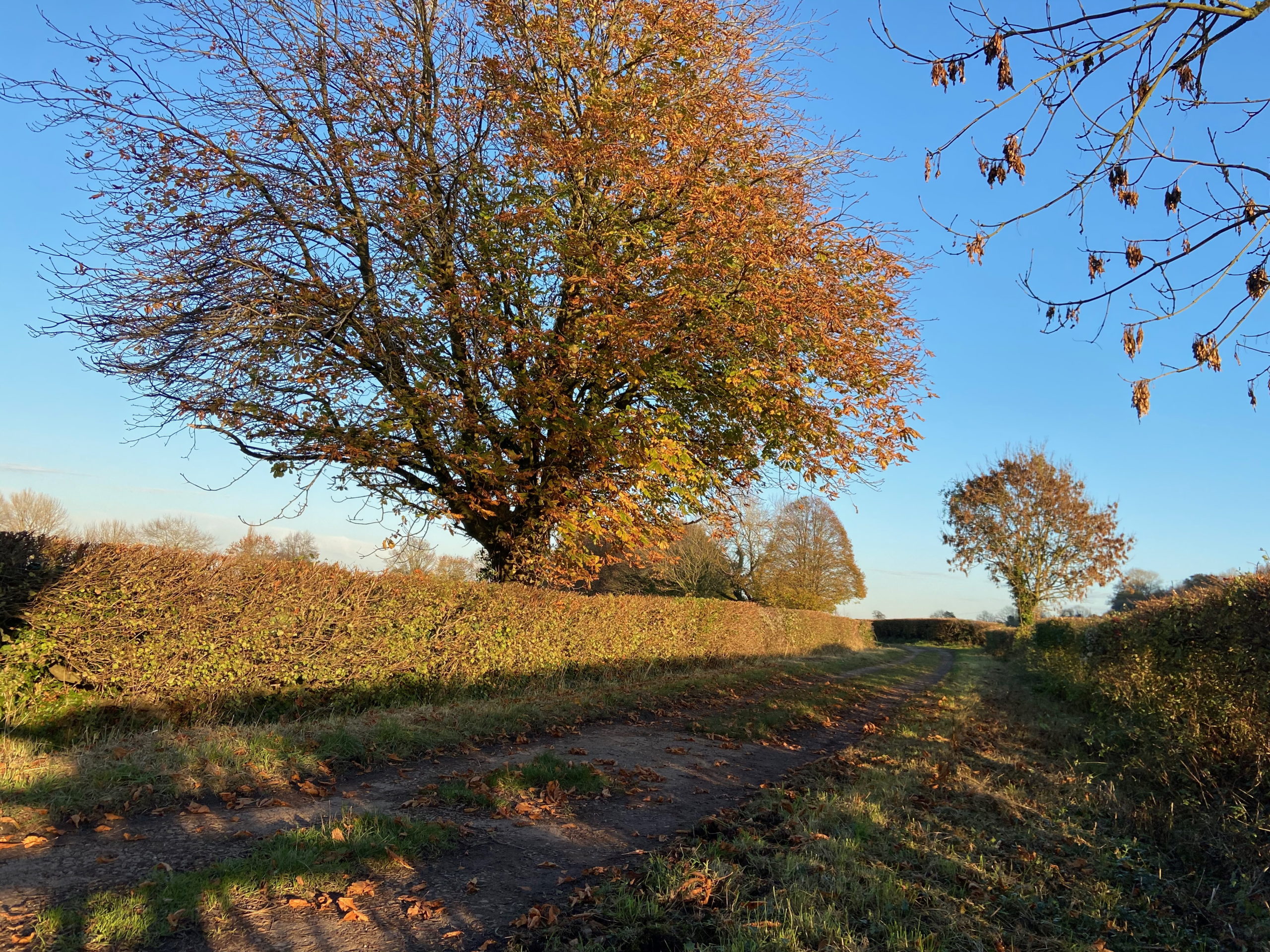 Low late Autumn sun fills a tree and hedge with golden light