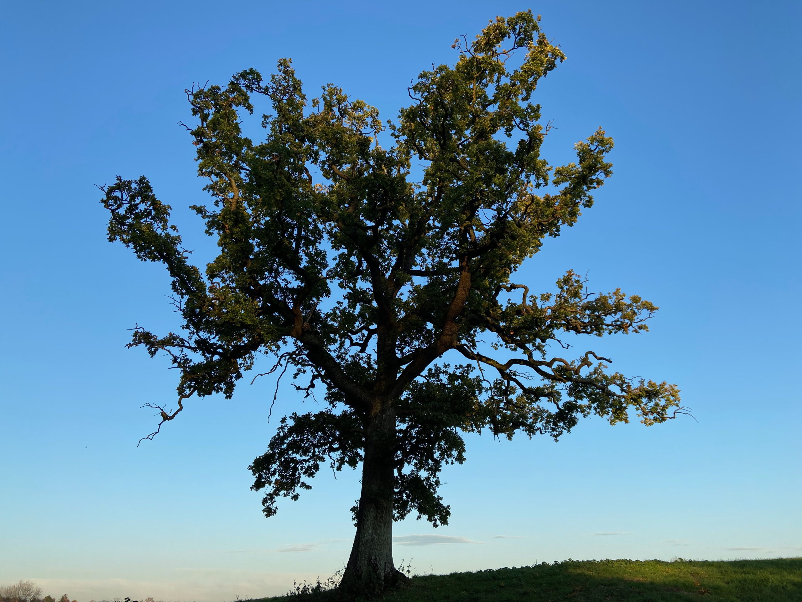 A single tree stands out against a cold blue sky